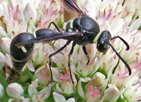 Eumenes fraternus